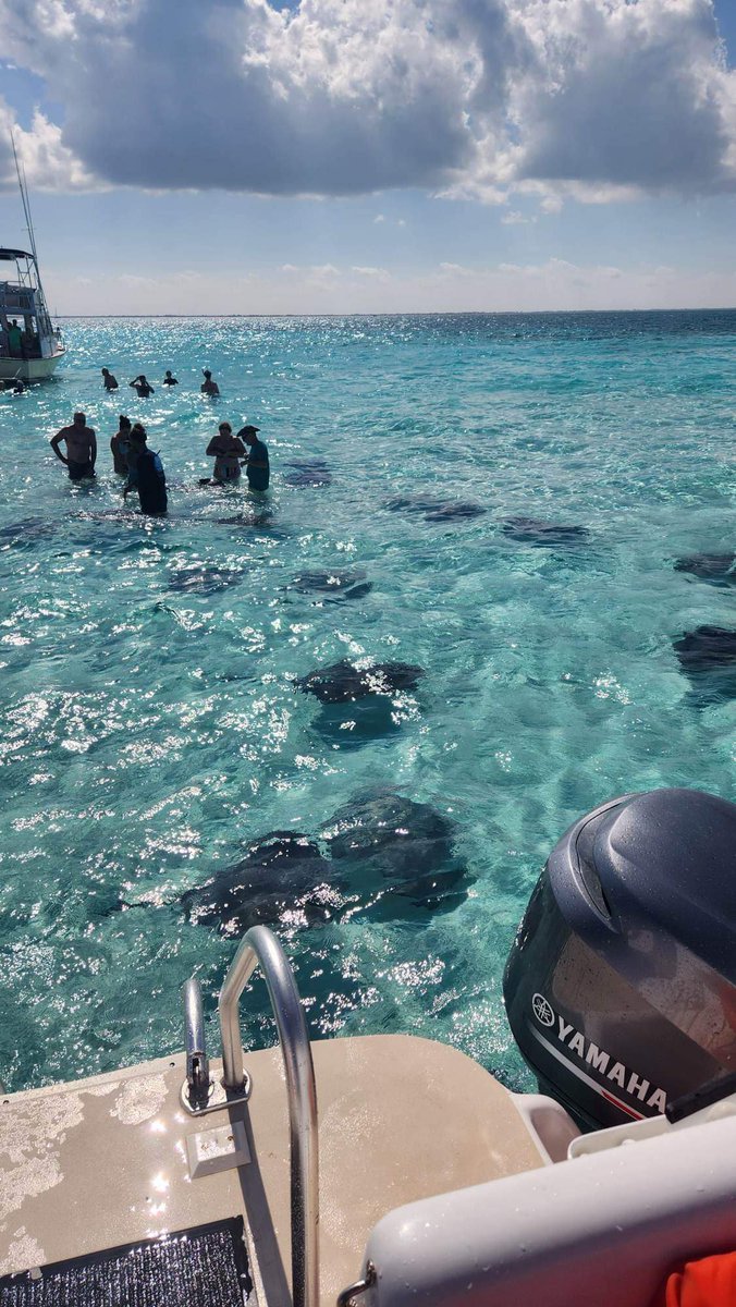 Swimming with the rays! In Grand Cayman