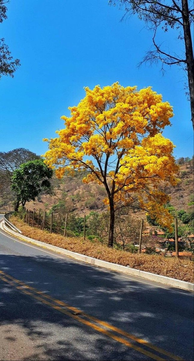 RINOCAR's tweet photo. Te vi en mi camino, en el viaje de mi vida, me contaron las estrellas que su flor están pintadas de tu color favorito ese que se siente como rayos de sol pintando el paisaje y te vi caminar mis caminos una tarde, dice mi libro, la historia y las estrellas. https://t.co/GisUuC0Mtz