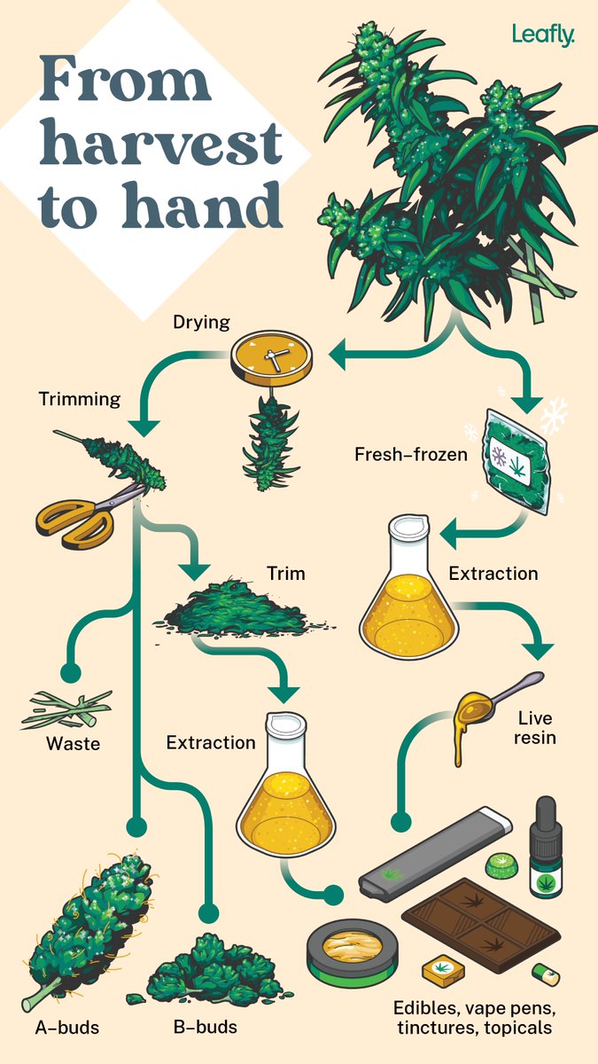 From harvest to hand, here's how raw bud is processed into our favorite cannabis products. bit.ly/3nTb0Am