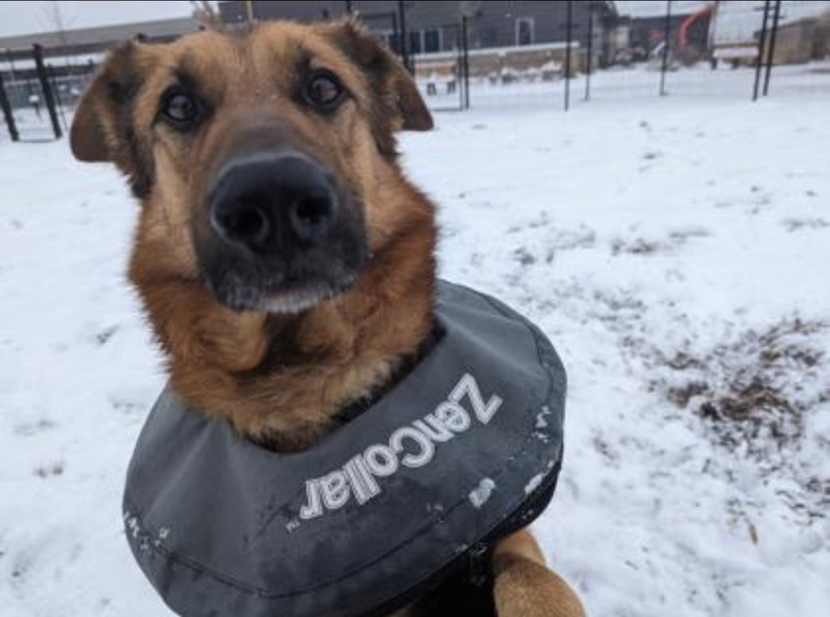 GuelphHumane's tweet image. The handsome Diego is looking for his happy tail this holiday season.

“I am a friendly boy with a big shepherd bark! I am playful &amp;amp; looking for an adult-only home with no children. I could potentially live with another dog &amp;amp; I have lived with cats.”

adopt.adopets.com/pet/5965f7a2-e…