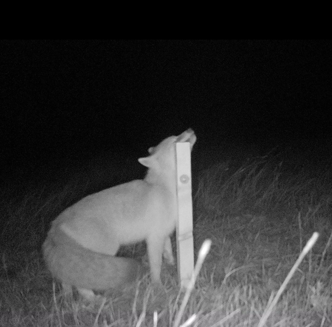 juleslnelson's tweet photo. Adventures in camera trapping! Pronghorn, rabbit, swift fox, and the curious eyeball of the swift fox :) https://t.co/TP5tuNXYbm