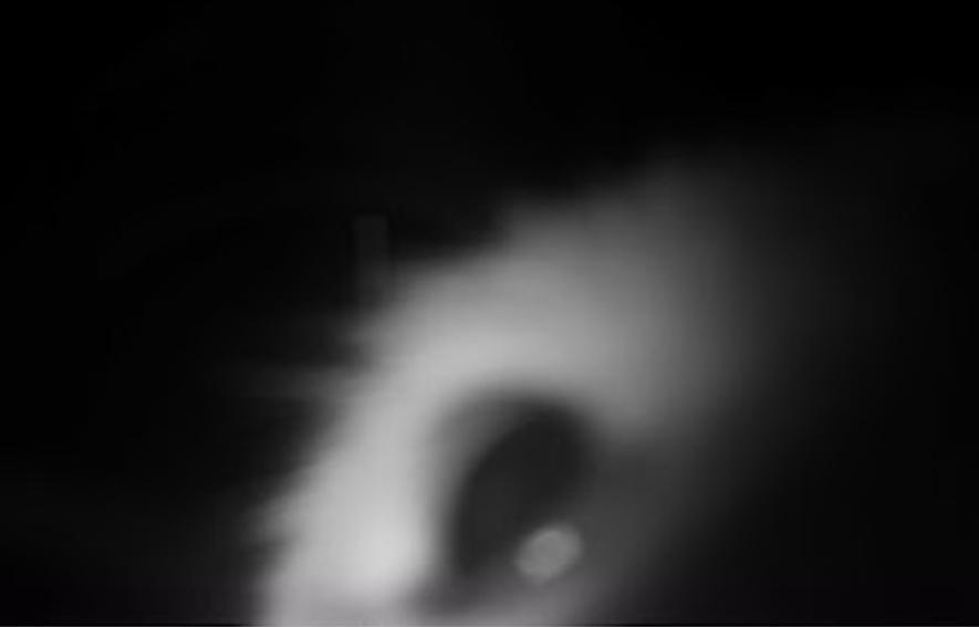 juleslnelson's tweet photo. Adventures in camera trapping! Pronghorn, rabbit, swift fox, and the curious eyeball of the swift fox :) https://t.co/TP5tuNXYbm