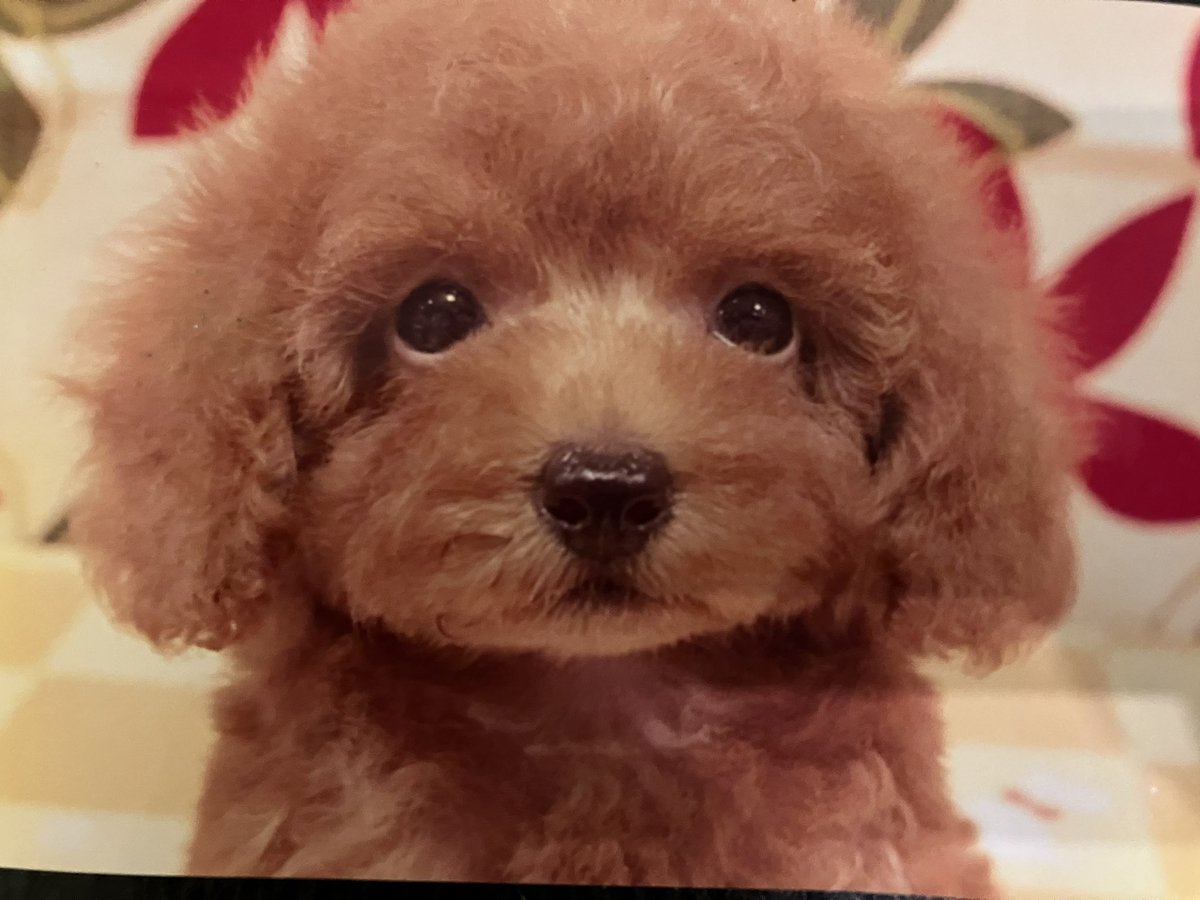 opepelele's tweet photo. 赤ちゃんときの写真出てきた〜ww

#トイプードル　#犬のいる暮らし　#デカプー https://t.co/ePkk85DmcY