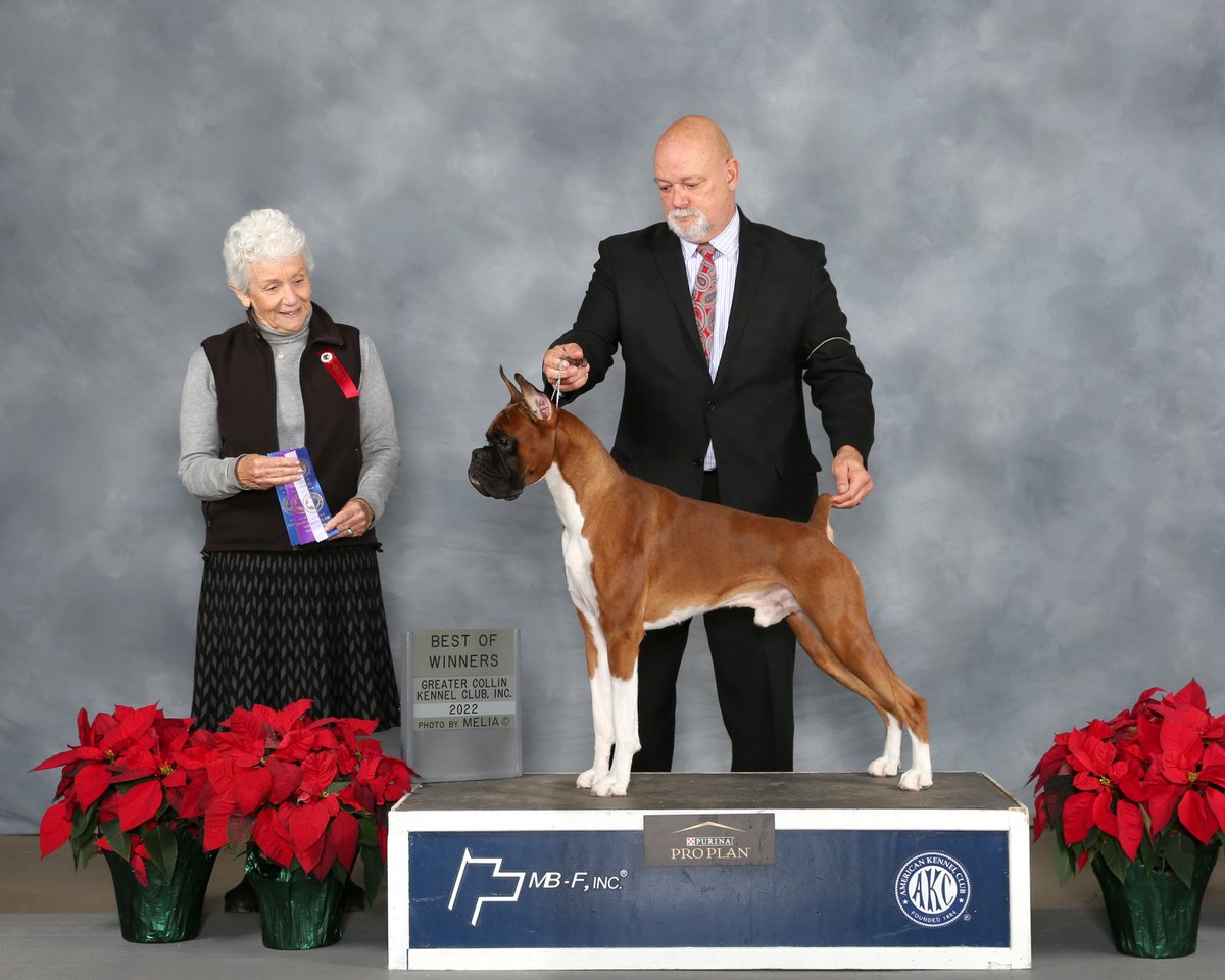RamBoxers's tweet photo. RAM BOXERS is excited to announce Bandit 🍀 🇮🇪 went Best Of Winners at the Greater Collin Kennel Club, Inc. Saturday 12/10/22 In Dallas, TX 📣 
Judge: Mrs. Eva E. Berg
BESSBOX RAMS BANDIT RN CGC. 
#Christmas #TikTok #Dog #WorldCup2022 #boxer #showtime #ABC #SantaClaus https://t.co/qaauPYBn5U