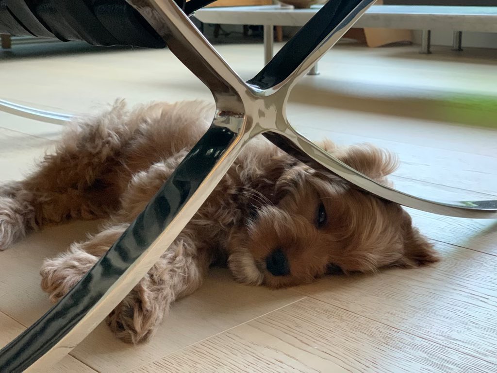 bfcpage's tweet photo. Enjoying puppy parenthood … especially during nap time! https://t.co/iFAjqUUYYa