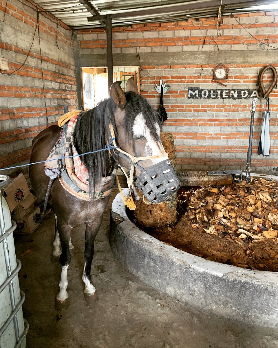 Part of the Mezcal making process involves crushing the cooked agave using a Tahona Wheel. This concrete wheel is being pulled by a horse, but there are machines options that do this work as well. Take a tour to learn more! #graciasoaxaca #tahona #mezcal #mexcal #visitoaxaca