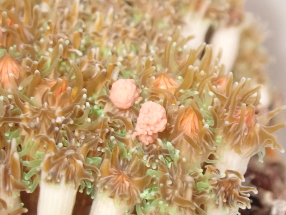 The beautiful Galaxea releasing sperm &amp; egg bundles last night <a href="/SeaSim_AIMS/">SeaSim</a> <a href="/aims_gov_au/">Australian Institute of Marine Science</a>. We are spawning several species for coral seeding trials comparing recruits and microfragments across environmental gradients on the #GBR #RRAP @dcceew  @GBRFoundation