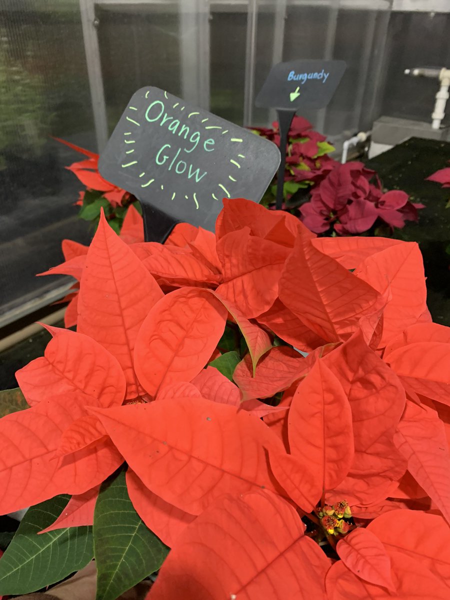 Need any poinsettias?  PLEASE SHARE!!!! They are absolutely stunning this year! 

If you are a business and would like to buy a large quantity at cost, we’ll donate them to senior care facilities in Mechanicsville on your behalf.  Call 804-723-2245. <a href="/M_villeHS/">Mechanicsville High School</a>