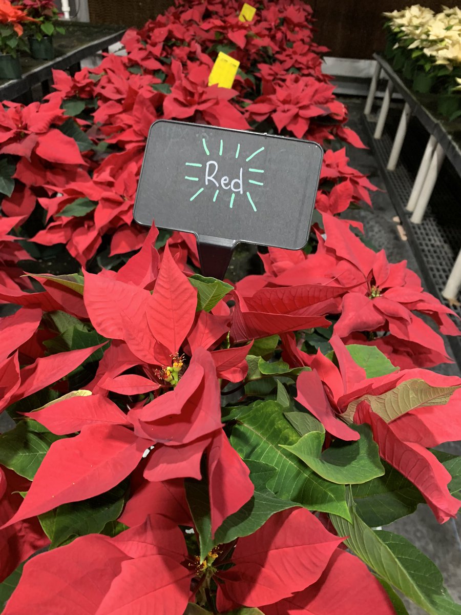 MvilleHS_ag's tweet photo. Need any poinsettias?  PLEASE SHARE!!!! They are absolutely stunning this year! 

If you are a business and would like to buy a large quantity at cost, we’ll donate them to senior care facilities in Mechanicsville on your behalf.  Call 804-723-2245. @M_villeHS https://t.co/0kS8axsmdM