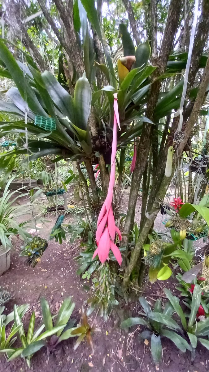 orquibor's tweet photo. Árbol hogar una hermosa #bromelia
#plansomething
#Homegarden
#Mothorchids
#aechmea
#billbergia
#tillandsia
#plantstagrsm
#noeregelia
#orquideabrasil
#orquidealovers
#orquideamaravilhosas
#orquidealindas
#orquideasraras
#orquideasdevenezuela
#viraltwitter
#bromeliad #foto #FOTOS https://t.co/SL8ZZ1nKP1