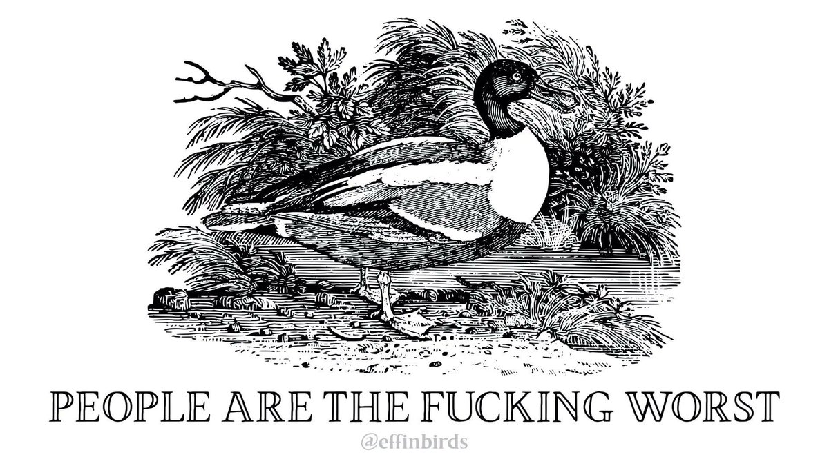 Effin' Birds tweet media