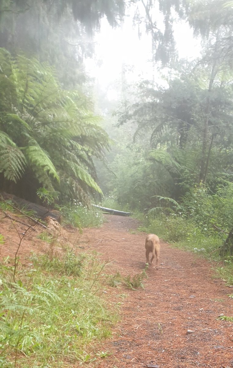 Vizsla Emme tweet media