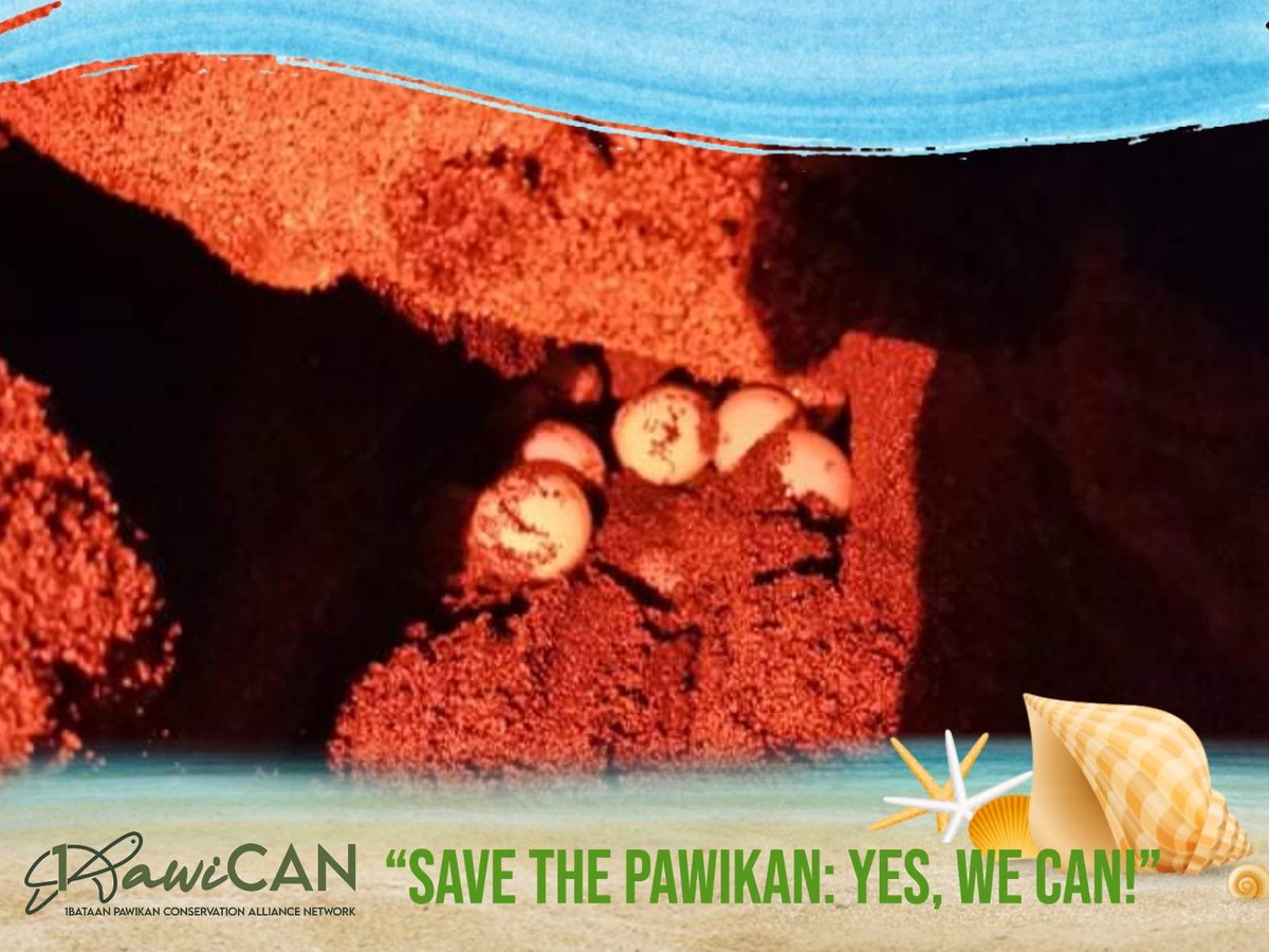 1Bataan's tweet image. ONE OCEAN, ONE HEALTH MEETS 1BATAAN
Read more: facebook.com/1PawiCAN
#1bataan
#1Ocean
#1Health
#1PawiCAN
#SaveThePawikan
#YesWeCAN