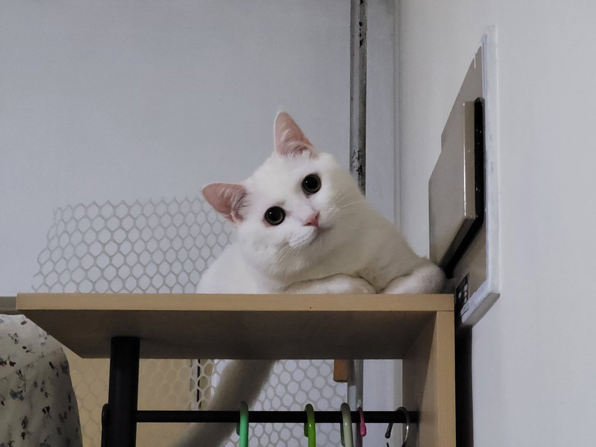 FolanStarwolf's tweet photo. My cat
#cat #pet #CatsOfTwitter https://t.co/VJyoUZ7ZSS