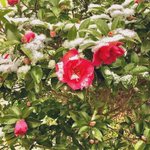 果実の森 【世界遺産の隠れ宿】のツイート画像