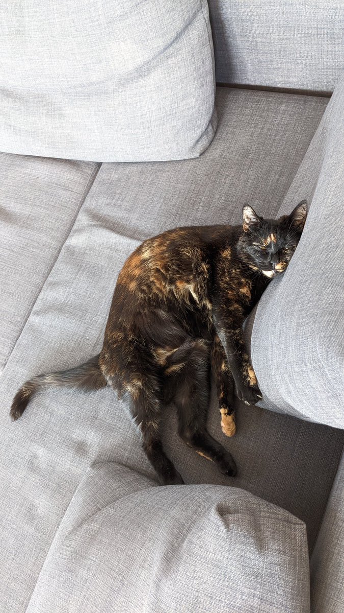 BoredPredator's tweet photo. GM! I don't give a flying furball about rising heating costs. I just want this house to be toasty warm for my napping needs. Turn up the heat before I turn up my sass!
#selfishcat #warmthisallthatmatters #ComfyKitty #WarmthOverWealth #catsoftwitter https://t.co/ipwe7ca9o4