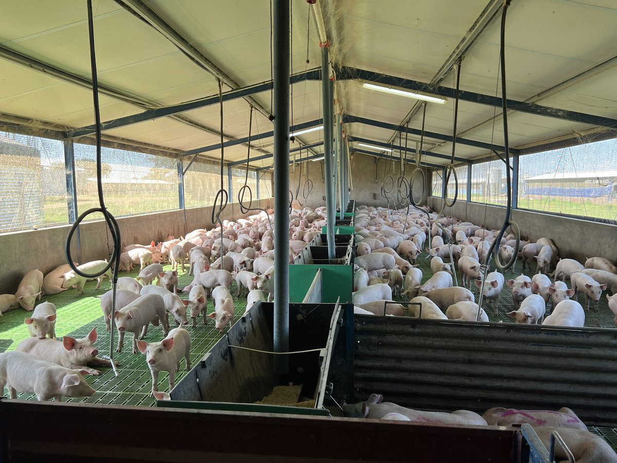 Matlhatsi wa ga Sorotlha on Twitter "It is NOT easy to feed. What we