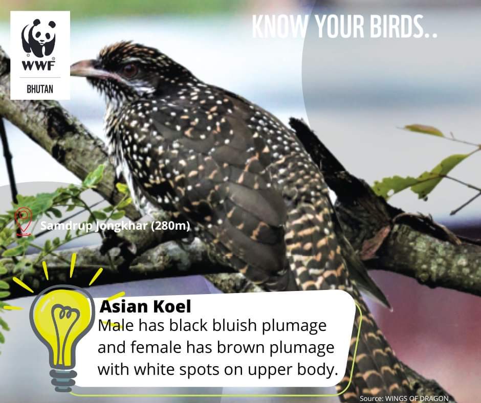 Hello.. It’s Wednesday. We are dropping a bird that sings well, very well 🙂 What do you see first in Asian Koel? Have you seen this bird anywhere around you? Share with us in the comments. #knowyourbirds #Bhutan #wednesday