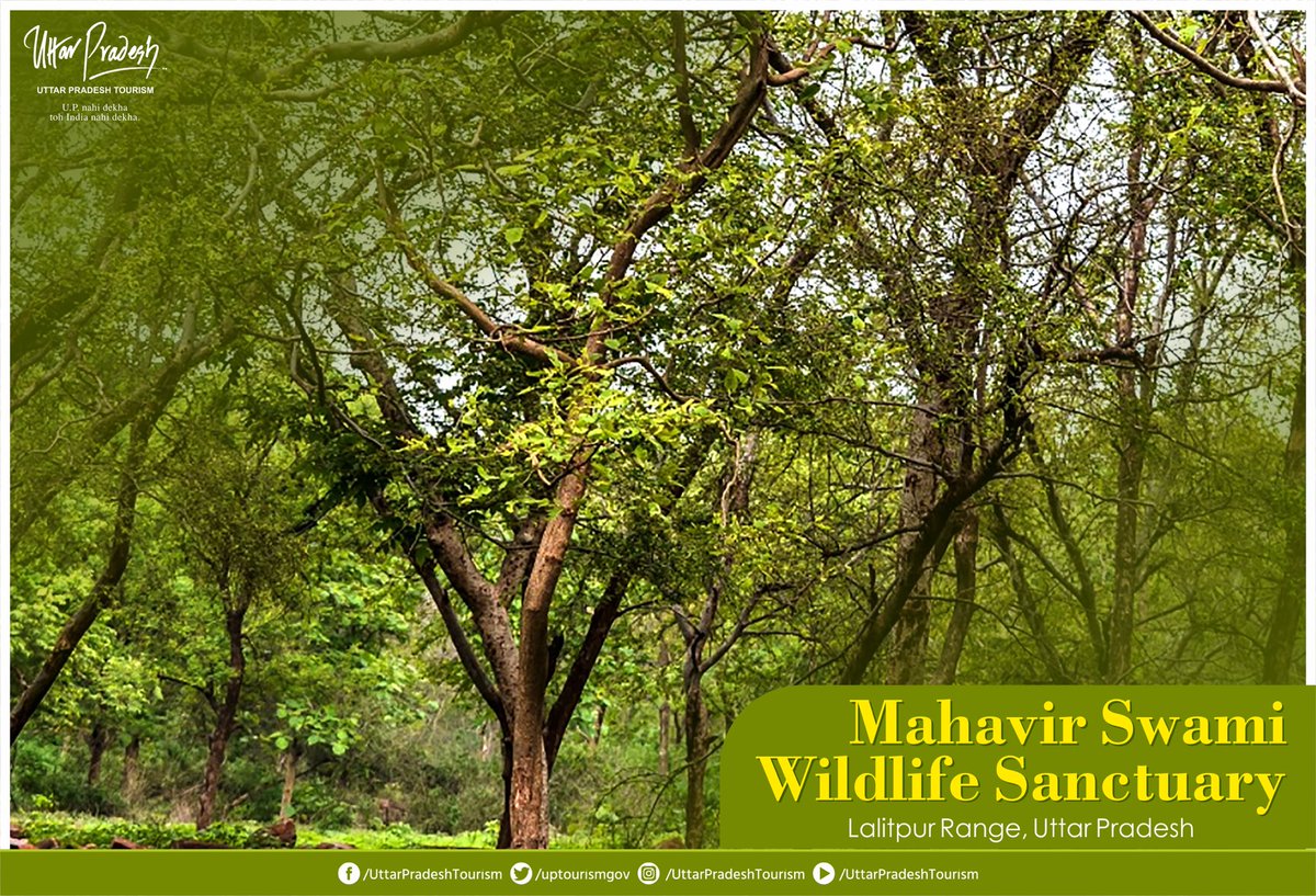 uptourismgov's tweet photo. #MahavirSwamiWildlifeSanctuary is one of the famous #wildlife sanctuaries of #UttarPradesh. 
In addition to a variety of birds, the residents include leopard, wild boar, sambhar, black buck, blue bull, langurs, and monkeys.
Mark your visit this #winter season!
#VisitUP #UPGIS2023 https://t.co/RrPT9fGqul