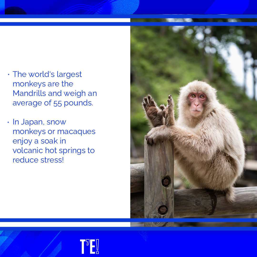 thatsenglish's tweet photo. 🐵Today is Monkey Day! Did you know there are over 200 different species of monkeys? 🍌𝙇𝙚𝙩'𝙨 𝙜𝙤 𝙗𝙖𝙣𝙖𝙣𝙖𝙨🍌 and find out more about these funny animals.
#englishonline
#inenglishwesay
#learnenglishonline https://t.co/EmEF8itQYh