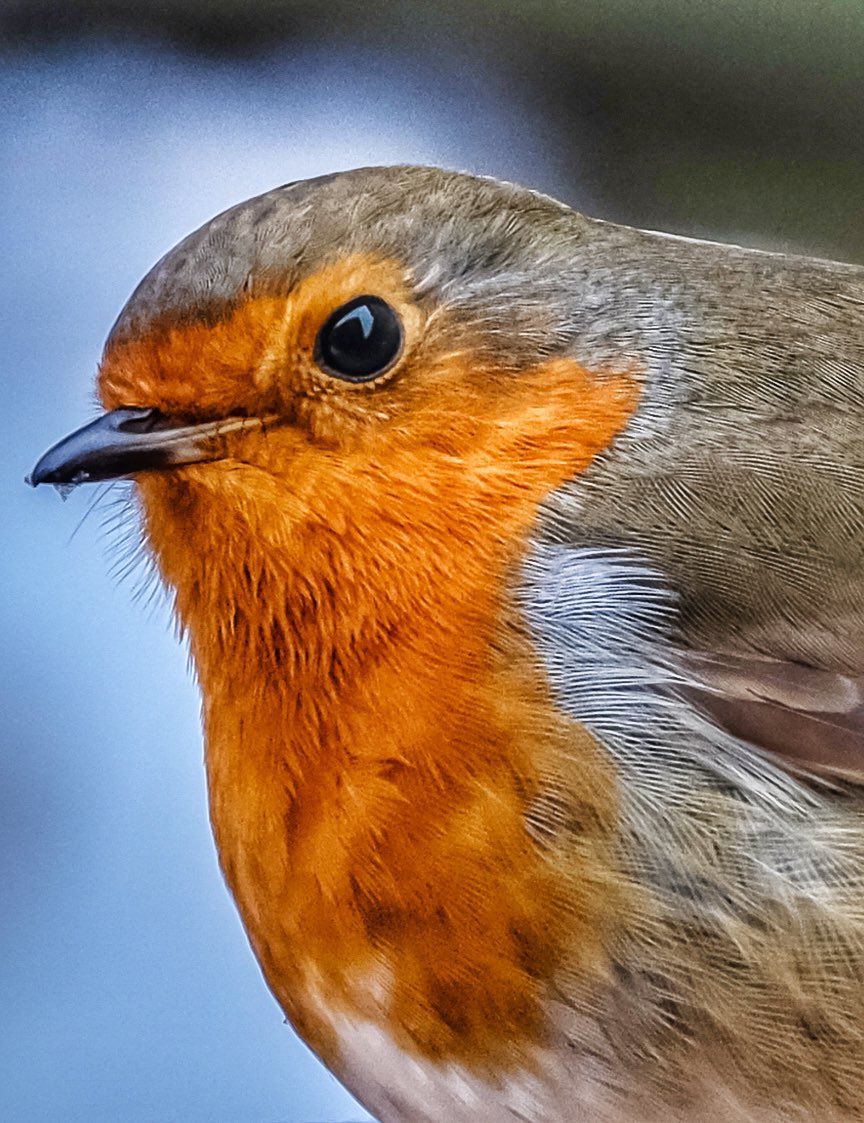 gemmak500's tweet photo. Red.
#chesham #chilterns #buckinghamshire #garden #evening #aonb #bird #robin #robinsofinstagram #birds #birdsofinstagram #birdwatching #chilternhills #nature #naturalworld #summer #summervibes #juvenilerobin #juvenile #feathers #plumage #redbreast https://t.co/qZayD5OvNw