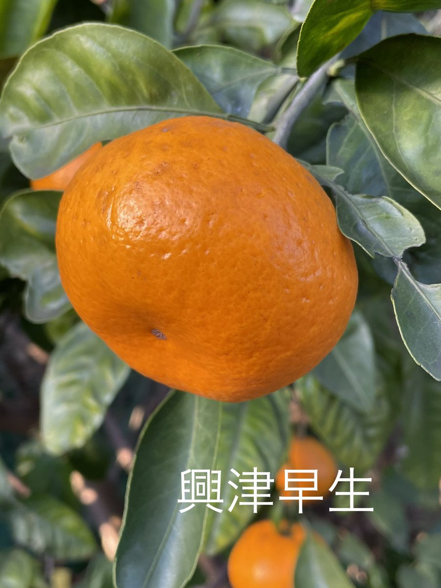 sentomo3's tweet photo. 今年なった温州みかんを紹介します。

①興津早生

②盛田温州
　果皮がツルツルとして美しい

③石地
　酸味と甘みのバランスが良い

④小原紅早生
　宮川早生の枝変わりで、果皮が赤くな
　る

　このほかに宮川早生、寿太郎などを育
　てています。

#興津早生 #盛田温州 #石地 #小原紅早生 https://t.co/lb2OiBrdIe