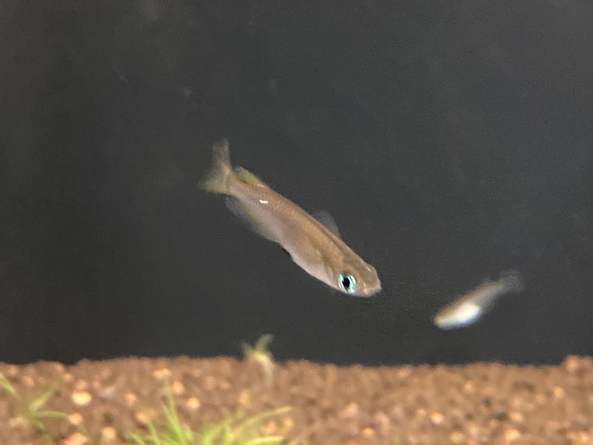 日本産淡水魚 Twitter Search Twitter