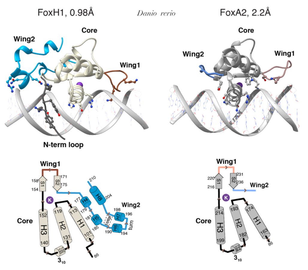 IRBBarcelona's tweet photo. 🔬#IRBBarcelona scientists led by @icreacommunity  researcher Dr. María Macías (@maciaslab1) detail the DNA binding mechanism of FoxH1, a protein involved in embryonic development &amp; in some tumour processes.

📰@NatureComms

➡️https://t.co/3KILDKr4mP

#IRBScience #CancerResearch https://t.co/tImoGbbPI6