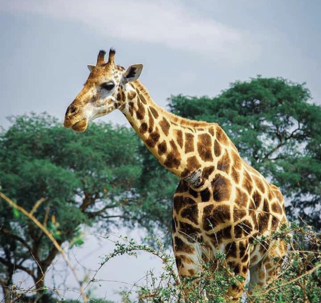 Question of the day . Where in Uganda can one get the highest number of this giant? . The correct answer with the highest engagements wins an all expense paid trip to our next destination #VisitUganda <a href="/UNWTO/">UN Tourism</a> <a href="/MTWAUganda/">Ministry of Tourism-Uganda</a> @UgTourismBoard <a href="/kat_festo/">Kato Festo</a> <a href="/CarolPrim3/">Carol Prim ❤️🤭</a> <a href="/ashrafkakaire1/">Chief Ashraf Kakaire.</a>