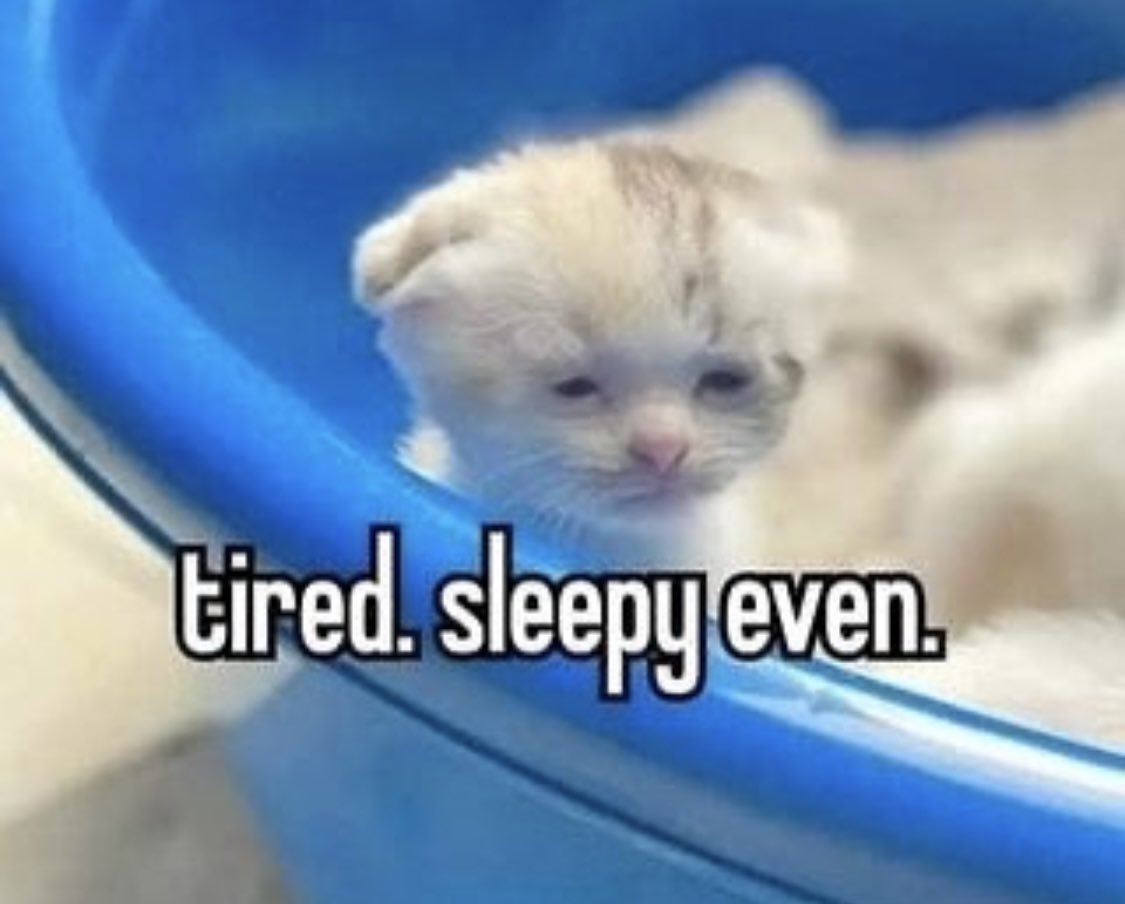 literallymecats's tweet image. 