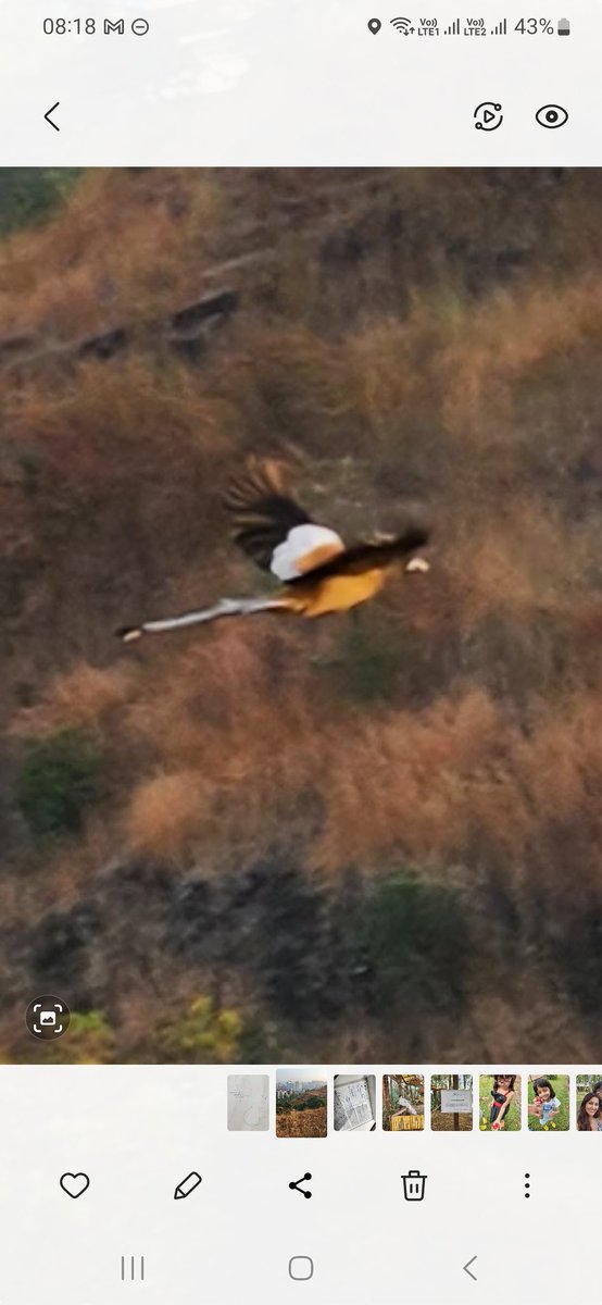 priyank_dr's tweet photo. Spotted Rufous Treepie at Baner hill. First time in 7 years as the arboreal cover increases courtesy #vasundharaabhiyan https://t.co/SLmejBs2Eo