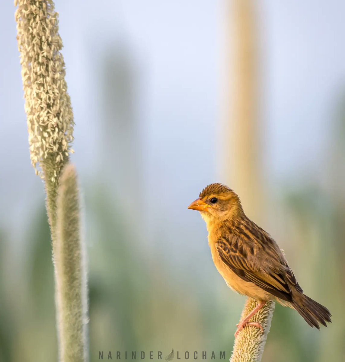 BAYA WEAVER 
#bayaweaver 
#nature #wild #wildlife #BBCWildlifePOTD #TwitterNatureCommunity 
#TwitterNaturePhotography 
#IndiAves #Nikon