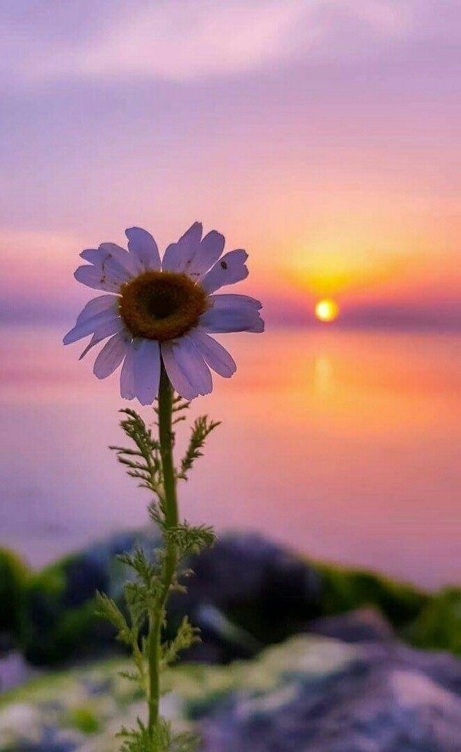 MsdZadin's tweet photo. اسلام علیکم ❣❣
🌷🌷صبح بخیر 🌺🌺 https://t.co/BgjZkF26lv