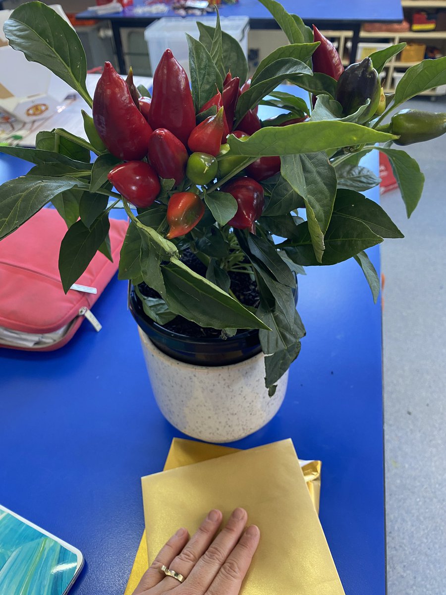 Jess Melko McCarthy tweet media