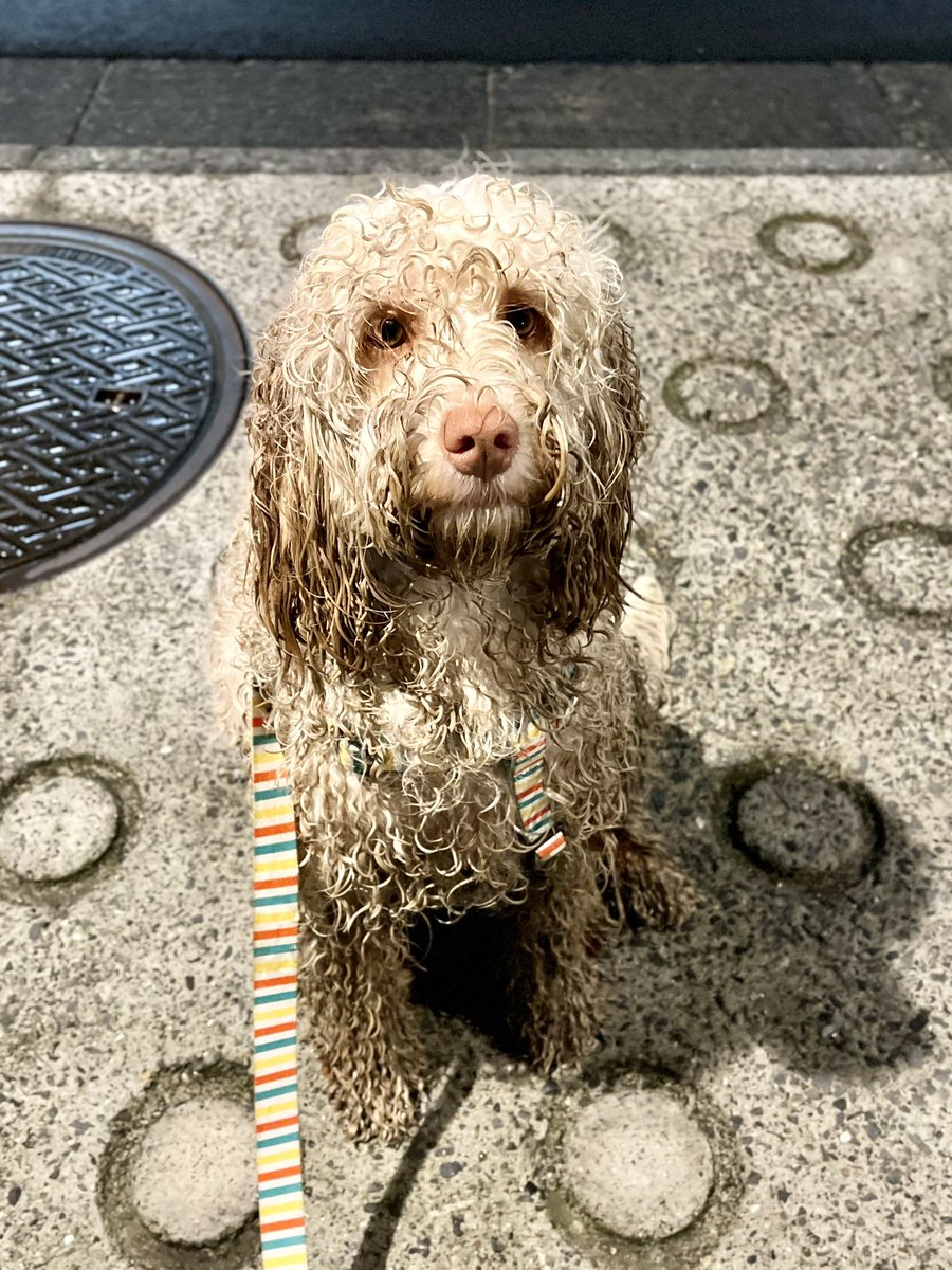 uruba_doodle's tweet photo. 昨日の仕上がり

#dog #犬 #いぬのいる暮らし #犬のいる暮らし https://t.co/A5HiPMGeVD
