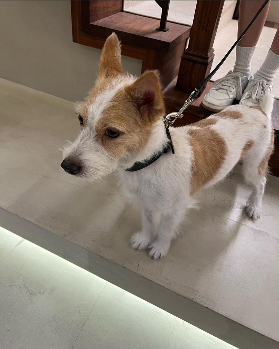 Roseanance's tweet photo. And I finally met my baby, Hank! Come to mummy, bub. 🐾 https://t.co/nKjrNXlhYo