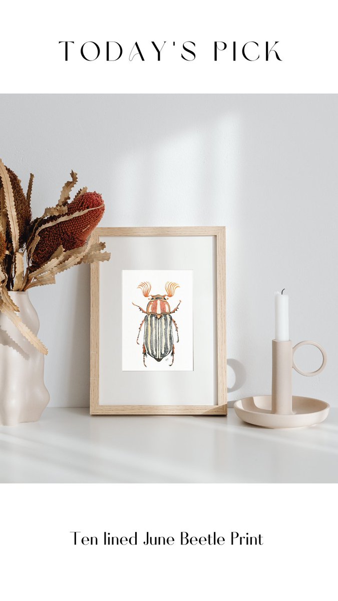 NussayArt's tweet photo. Ten lined #junebeetle.
This is a print of my original #Watercolor #Illustration.
Available in different sizes.
Printed on Archival cold press cotton paper.
Each #painting is designed to provide a death-free alternative to having your favorite #insects on your wall. https://t.co/rlBMhaHCN1
