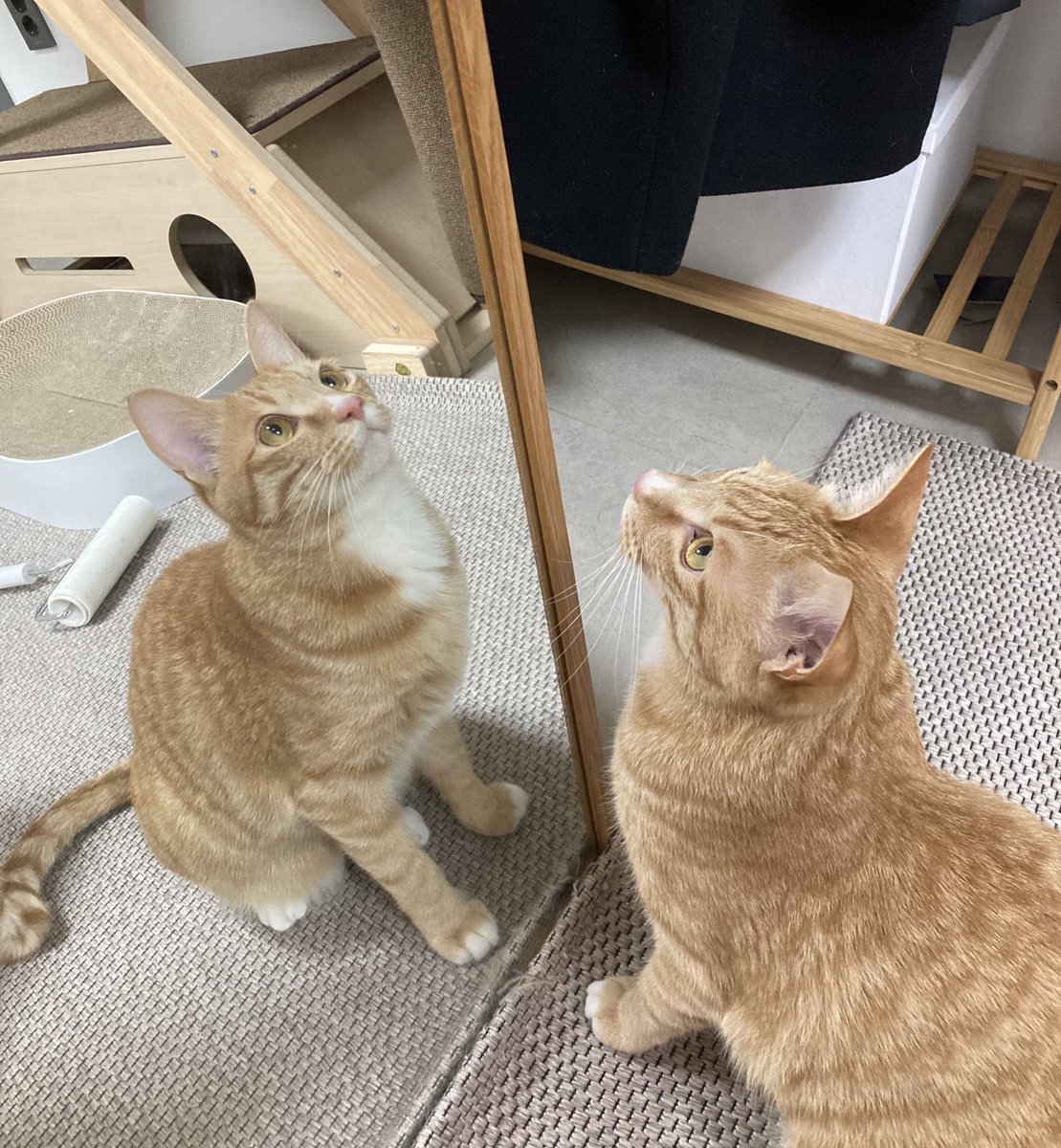 고양이가 왜 두마리