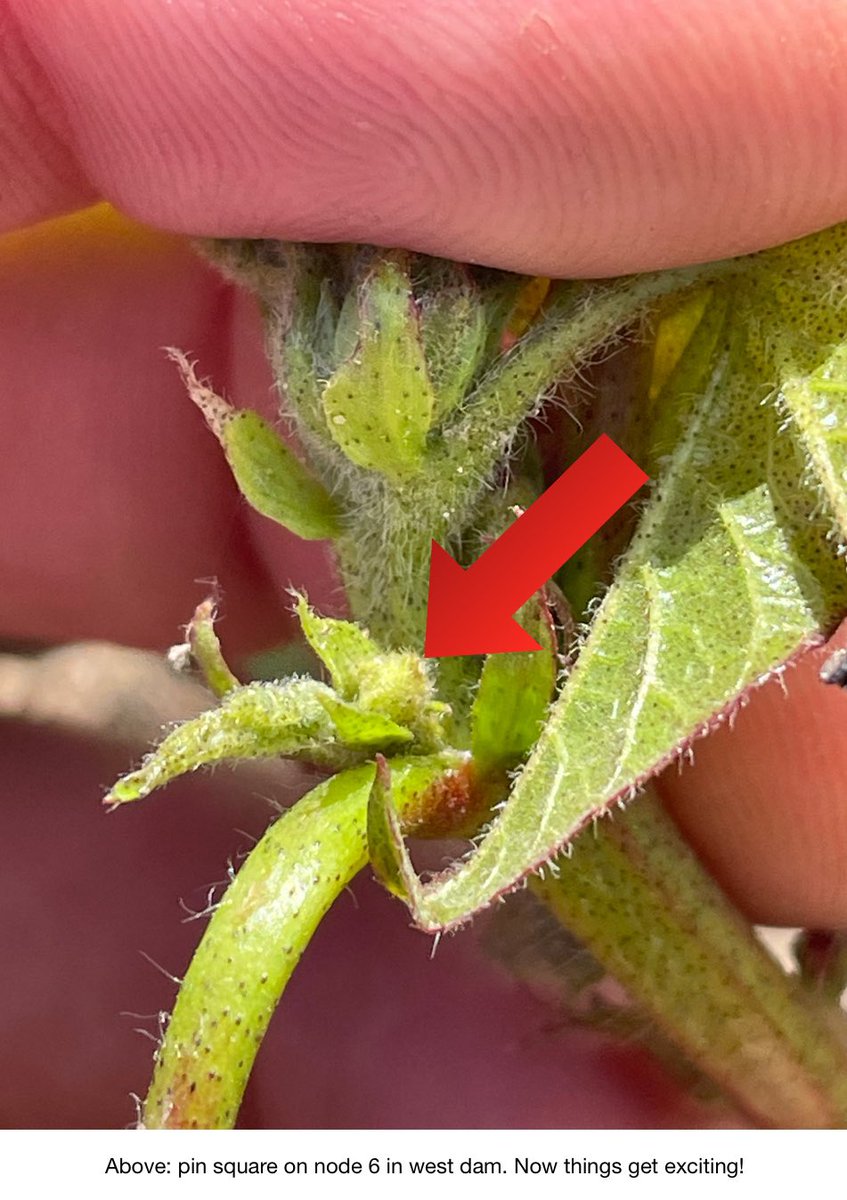 Pin squares! Near Deni! 🎉 Been a challenge to get this far, but feel we are starting to get going now. Time to turn up the thermostat!