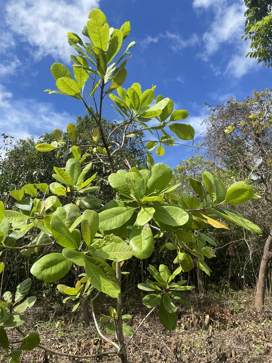 _rainbowfighter's tweet photo. My cashew trees 🌳 have blossomed! 💝🌸

#SustainableFarmLiving 
#TinyHouseProject https://t.co/vQVDWtizJw