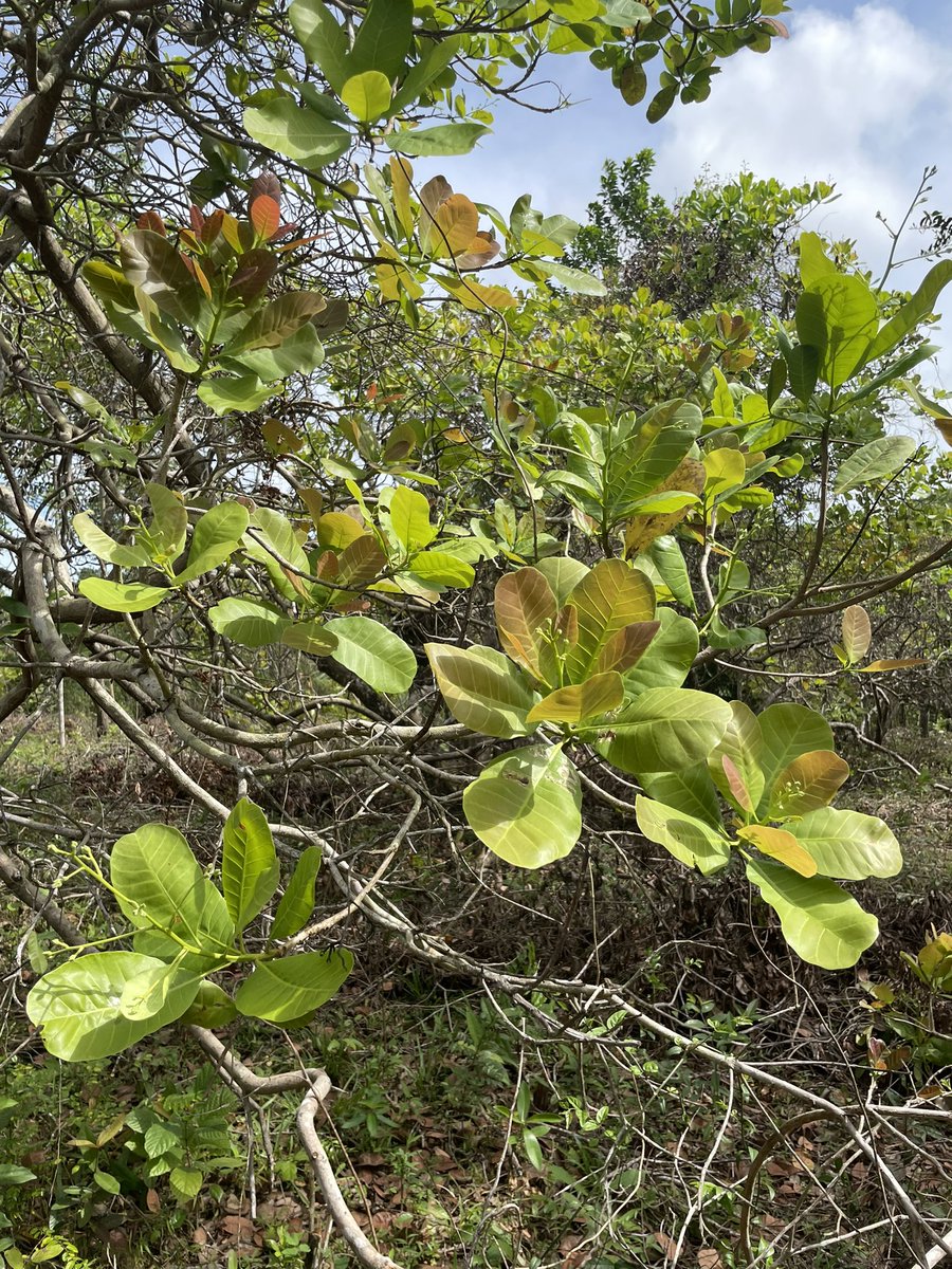 _rainbowfighter's tweet photo. My cashew trees 🌳 have blossomed! 💝🌸

#SustainableFarmLiving 
#TinyHouseProject https://t.co/vQVDWtizJw