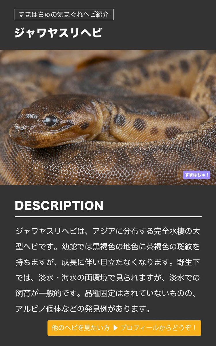 マツゲハブとは すまはちゅ