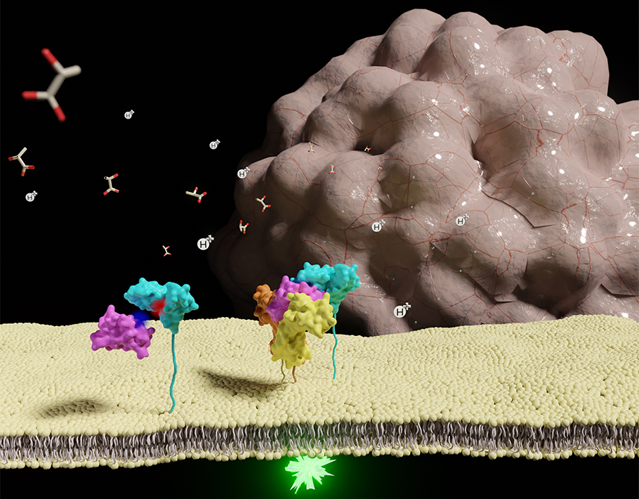 Science Magazine (@sciencemagazine) on Twitter photo A new study looks to make IL-2 therapy more effective in tumors, presenting a variant of the cytokine that retains its binding affinity in low pH environments.
Read more in <a href="/SciImmunology/">Science Immunology</a>: scim.ag/R5 A new study looks to make IL-2 therapy more effective in tumors, presenting a variant of the cytokine that retains its binding affinity in low pH environments.
Read more in <a href="/SciImmunology/">Science Immunology</a>: scim.ag/R5