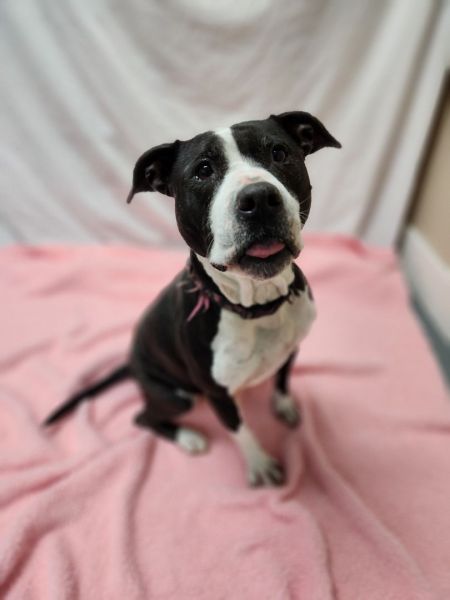Maryville is a charming doggy, who can be found near Hawk Point, MO! Maryville is a Pit Bull Terrier, who enjoys nothing more than an afternoon snoo. #PitBullTerrier #dogsoftwitter #rescue #adopt #dog #HawkPoint #Missouri #MO petfinder.com/dog/maryville-…