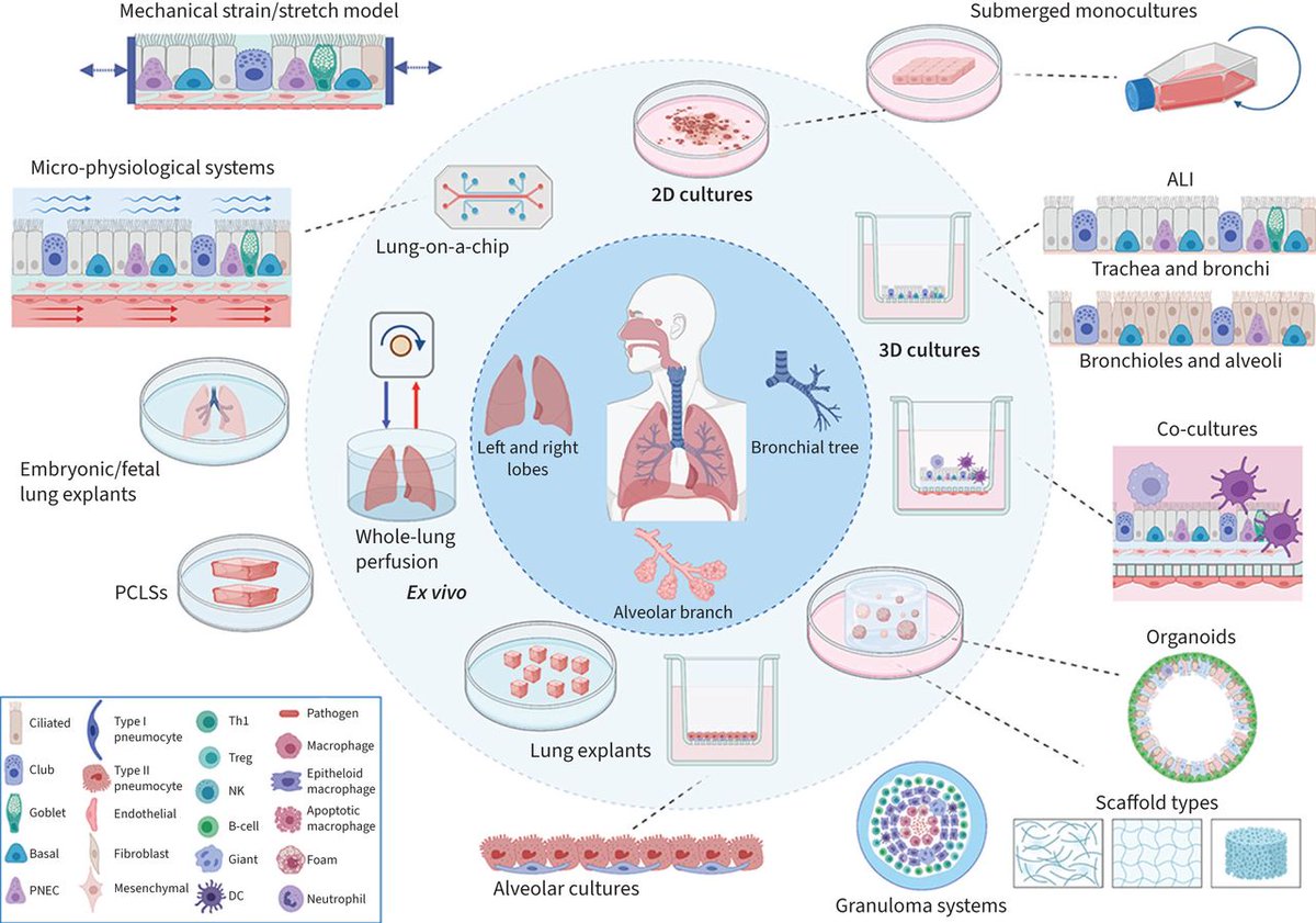 ERJ: Rapid advancement in human ex vivo modelling is providing new opportunities for delineating novel mechanistic understandings. Combining these with evolving downstream and multi-omic analysis techniques could accelerate future therapeutic development. bit.ly/3b1PM0k