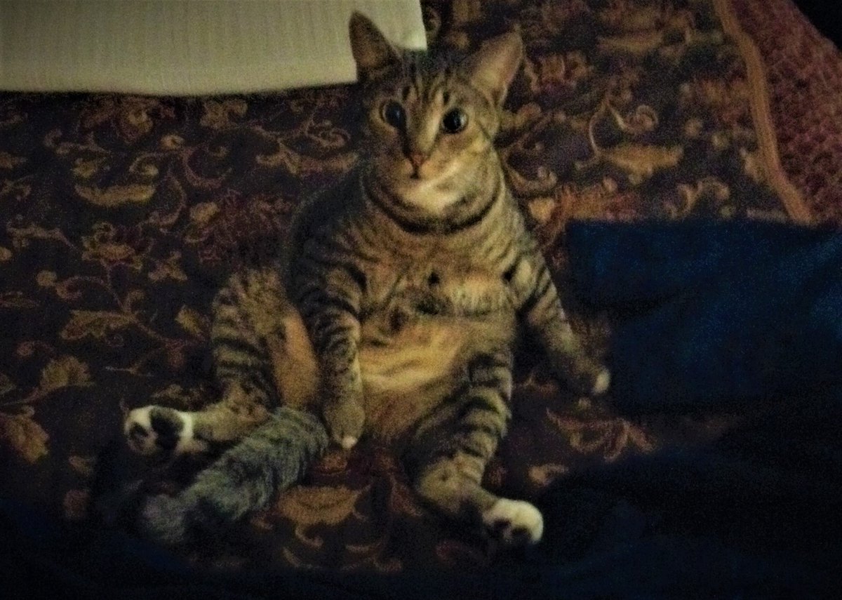 Infinitystarr89's tweet image. My cat :)