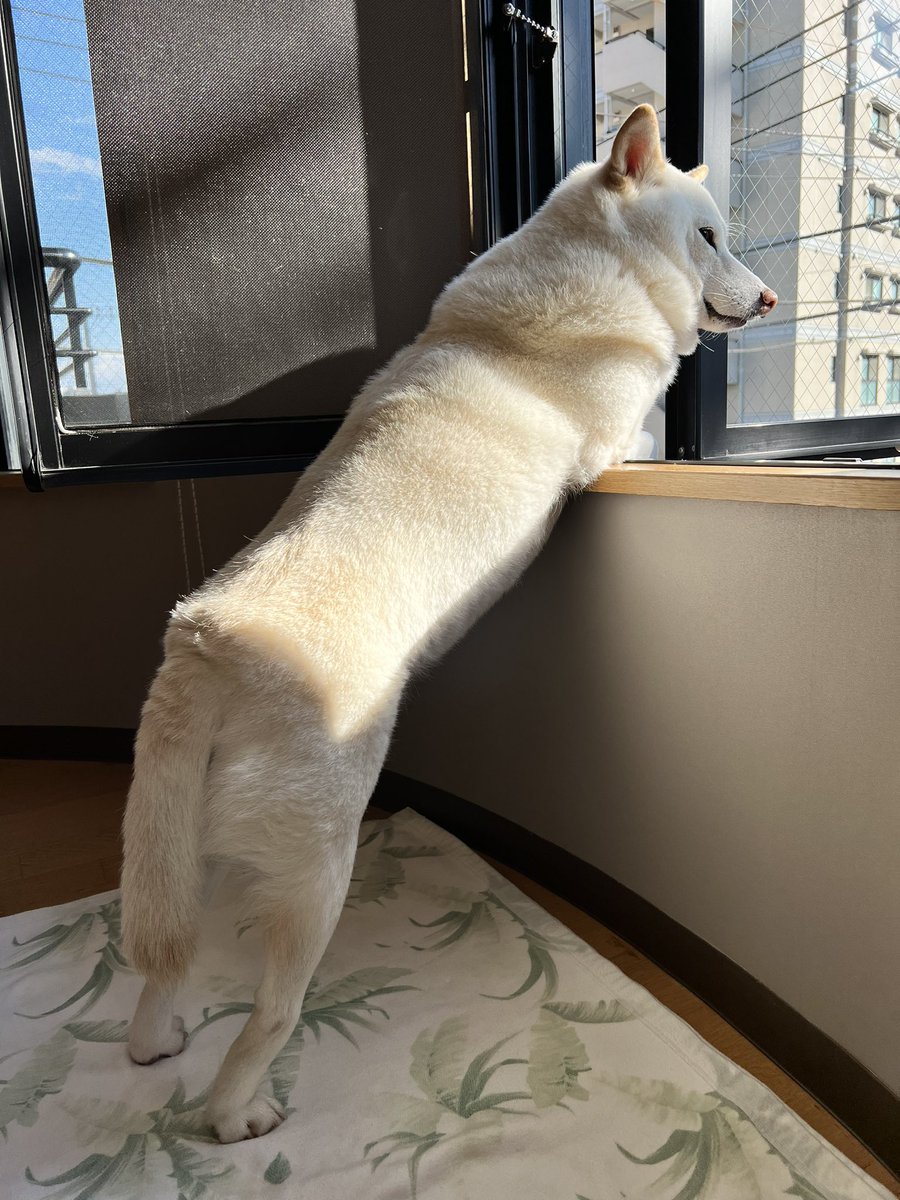 犬のい 昔 トリビアの泉 で 飼い主が散歩中に 演技で 倒れたら雑種犬 は助けてくれるか っていう実験があって 結果は散々だったけど それは実は犬には匂いで演技だとすぐに分かっていたからかもしれない Twitter