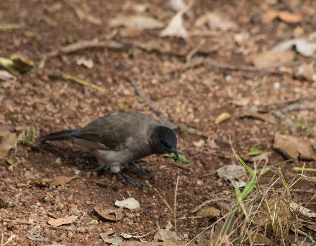 almaphillips's tweet photo. #FromTheArchive #oldphotos #NaturePhotography #dikholologamereserve #birdphoto  #busyeating https://t.co/EWrAkErM3s