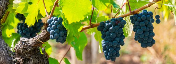 The World's Best Pinot Noir (excl. Burgundy) on <a href="/WineSearcher/">Wine Searcher</a> bit.ly/3HBaZMO #pinotnoir #wine #winelovers