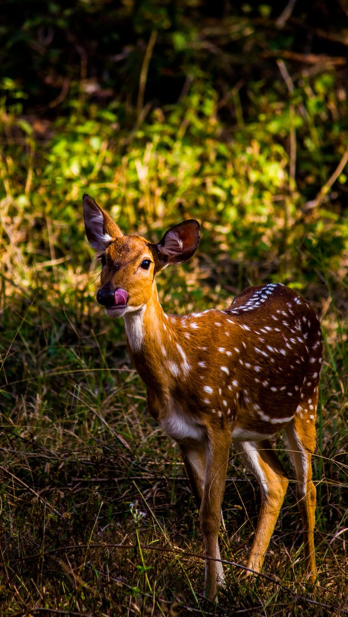 LightRaysPhoto1's tweet photo. For #wednsedaywisdom "Walk with me, n maybe
Nights of light so soon become Wild n free I could feel d sun, ur every wish will be done."😍🤗

#IndiAves 
#ThePhotoHour 
@ThePhotoHour
@ErikSolheim
@KatanaHugo
@ParveenKaswan
@NatGeo
@BBCEarth
@IndiAves
@KarnatakaWorld
@Canon_India https://t.co/K8Zf3oTGHZ